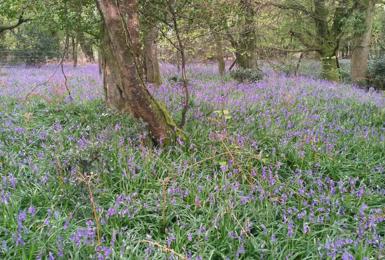 Bluebells at Gittisham Hill Park in full bloom