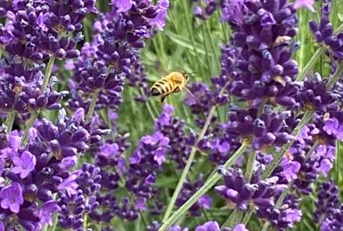 Bees have arrived at Gradwell Park